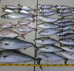 Hit Rush(ヒット ラッシュ） 釣果