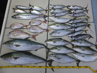 Hit Rush(ヒット ラッシュ） 釣果…