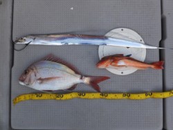 Hit Rush(ヒット ラッシュ） 釣果