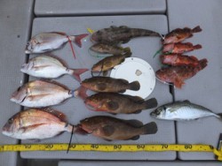 Hit Rush(ヒット ラッシュ） 釣果