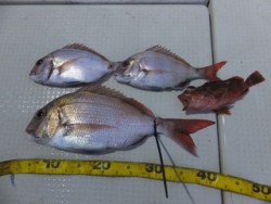 Hit Rush(ヒット ラッシュ） 釣果…