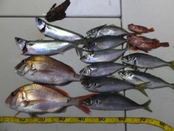 オーシャンキッズ 釣果