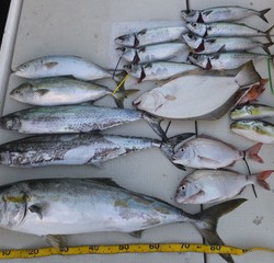 Hit Rush(ヒット ラッシュ） 釣果