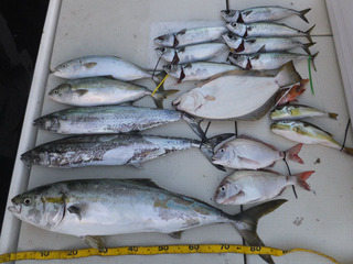 Hit Rush(ヒット ラッシュ） 釣果