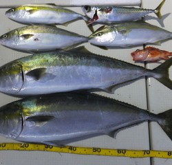 Hit Rush(ヒット ラッシュ） 釣果