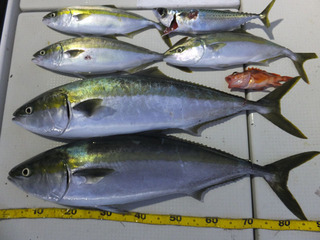 Hit Rush(ヒット ラッシュ） 釣果…