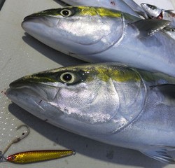 Hit Rush(ヒット ラッシュ） 釣果