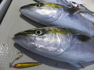 Hit Rush(ヒット ラッシュ） 釣果