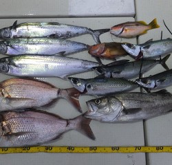 オーシャンキッズ 釣果