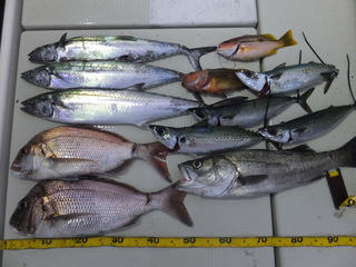 オーシャンキッズ 釣果