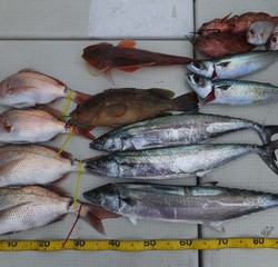 Hit Rush(ヒット ラッシュ） 釣果