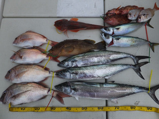 Hit Rush(ヒット ラッシュ） 釣果…