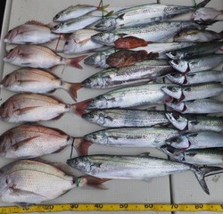 Hit Rush(ヒット ラッシュ） 釣果