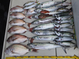 Hit Rush(ヒット ラッシュ） 釣果…