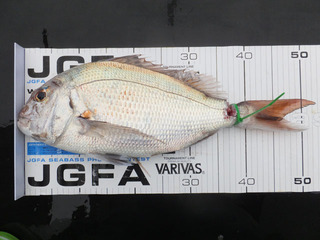 Hit Rush(ヒット ラッシュ） 釣果