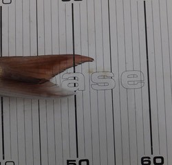 Hit Rush(ヒット ラッシュ） 釣果