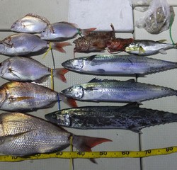 Hit Rush(ヒット ラッシュ） 釣果