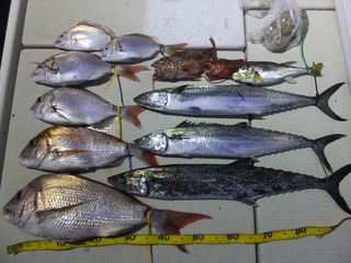 Hit Rush(ヒット ラッシュ） 釣果…