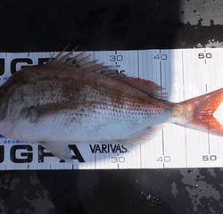 Hit Rush(ヒット ラッシュ） 釣果