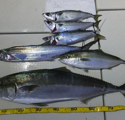 Hit Rush(ヒット ラッシュ） 釣果