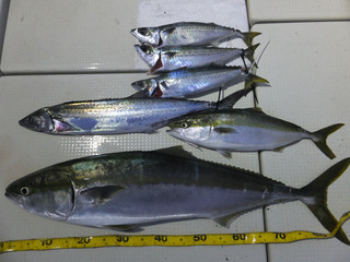 Hit Rush(ヒット ラッシュ） 釣果