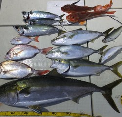 Hit Rush(ヒット ラッシュ） 釣果