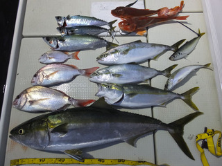 Hit Rush(ヒット ラッシュ） 釣果…