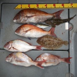 sea boss　シーボス 釣果