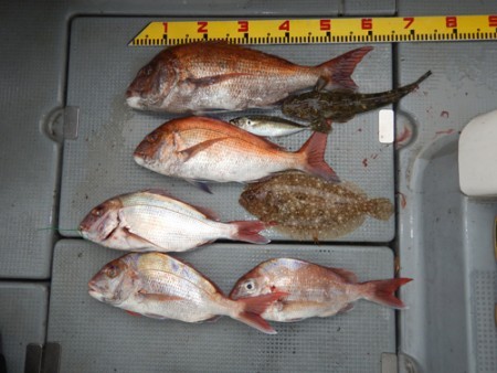 sea boss　シーボス 釣果