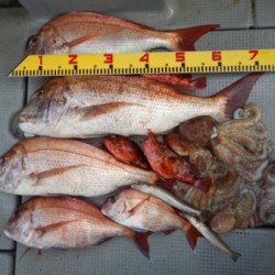 sea boss　シーボス 釣果