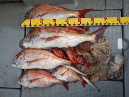 sea boss　シーボス 釣果