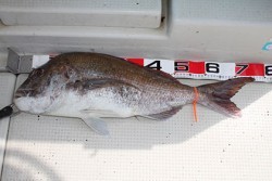 松本釣船２ 釣果