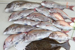 松本釣船２ 釣果