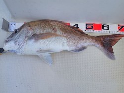 松本釣船２ 釣果