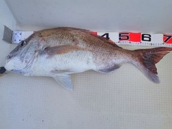 松本釣船２ 釣果