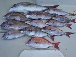 松本釣船２ 釣果