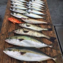 ゲームフィッシング バレントン 釣果