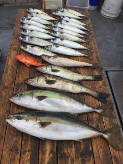 ゲームフィッシング バレントン 釣果