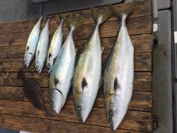 ゲームフィッシング バレントン 釣果