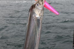 松本釣船２ 釣果