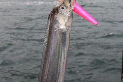 松本釣船２ 釣果