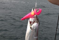 松本釣船２ 釣果