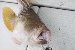 松本釣船２ 釣果