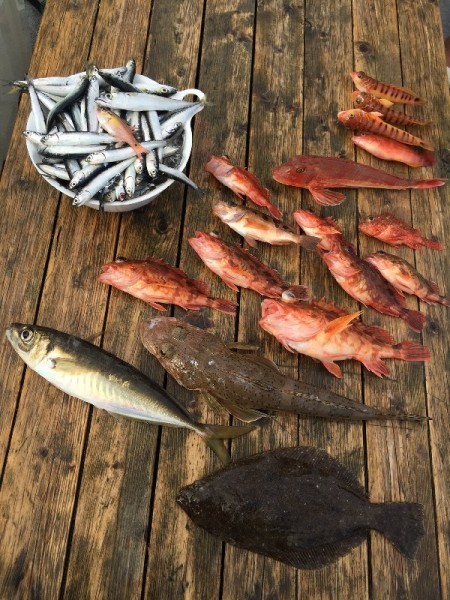 ゲームフィッシング バレントン 釣果