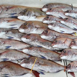 松本釣船２ 釣果