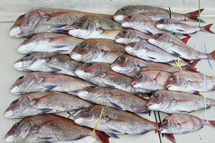 松本釣船２ 釣果