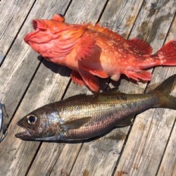 ゲームフィッシング バレントン 釣果