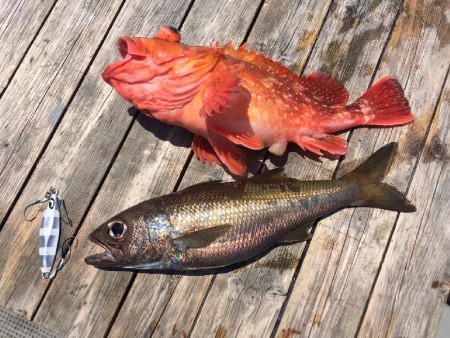 ゲームフィッシング バレントン 釣果