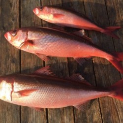 ゲームフィッシング バレントン 釣果