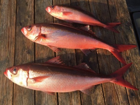 ゲームフィッシング バレントン 釣果